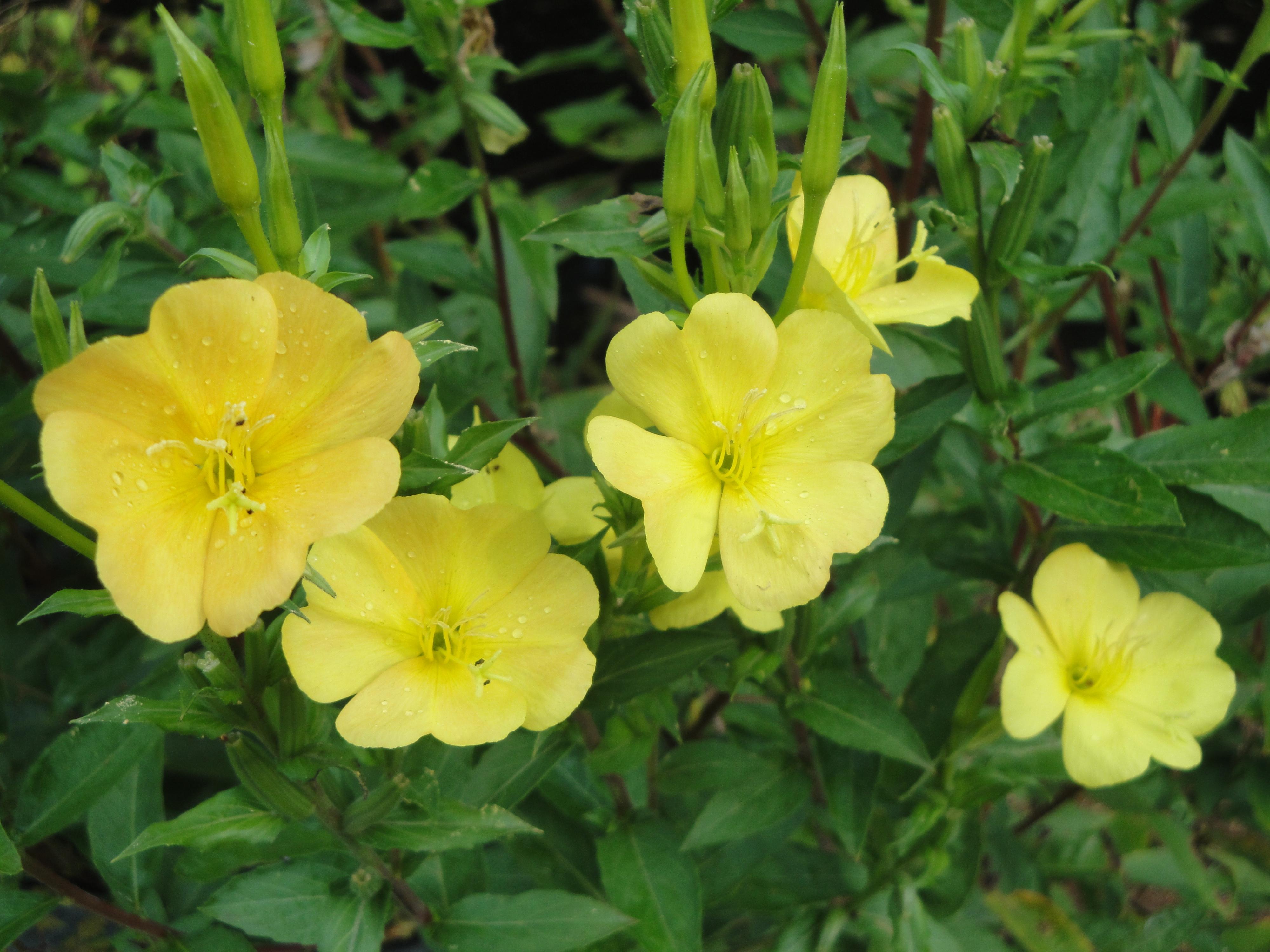 yellow flowers
